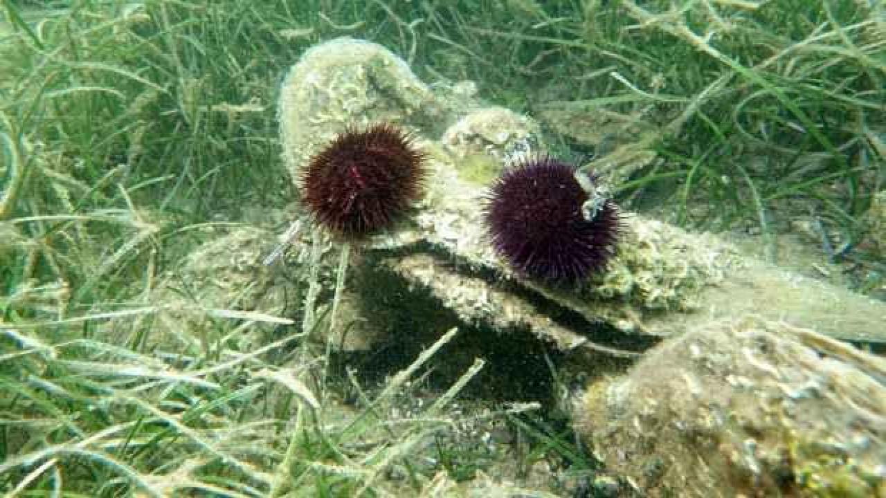 Marmara Denizi'nde yeni tehlike: Kaçak denizkestanesi avcılığı