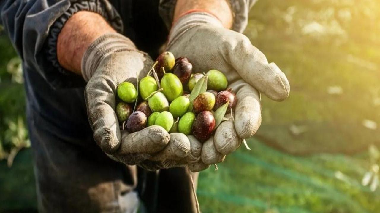 Marmarabirlik zeytin alım fiyatlarını belirledi