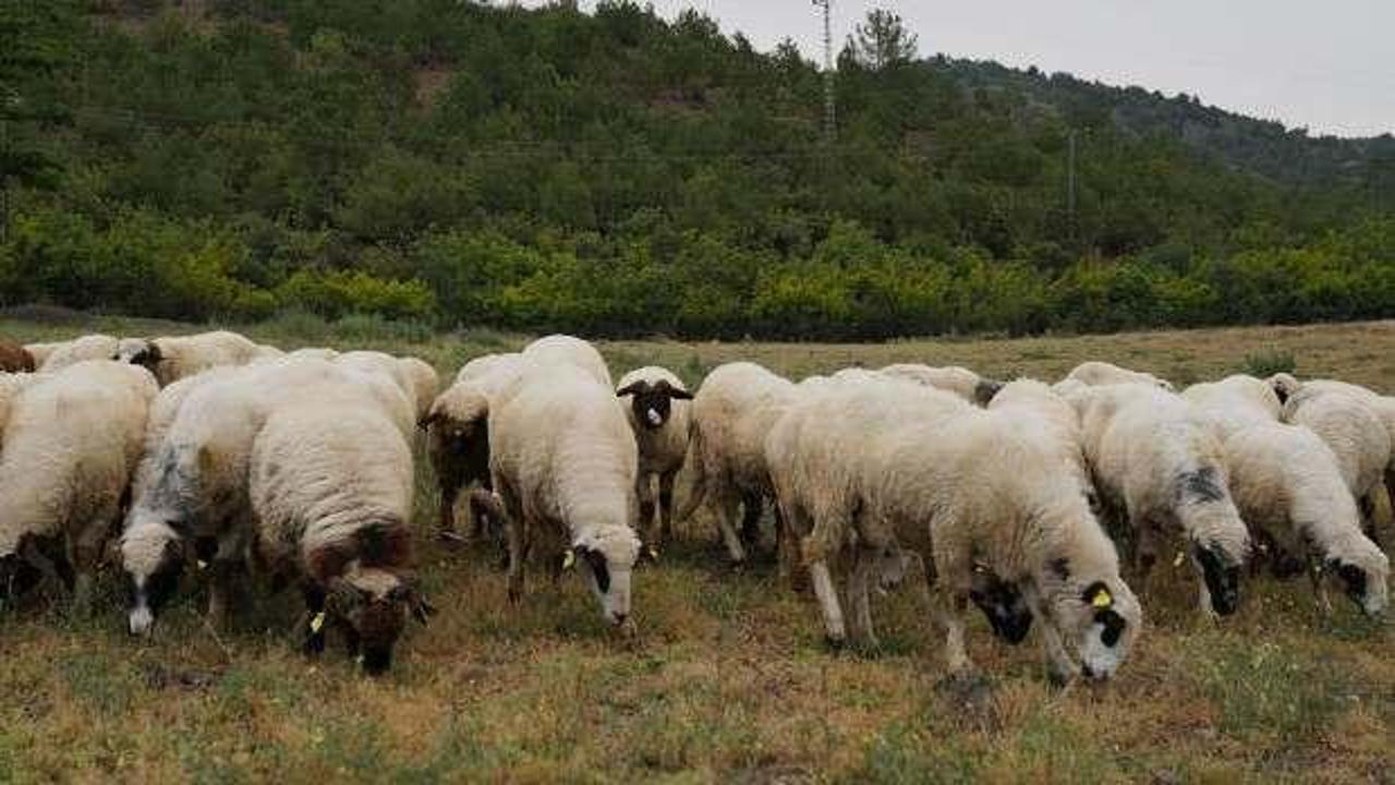 'Mavi dil' alarmı: Hayvan giriş çıkışları yasaklandı