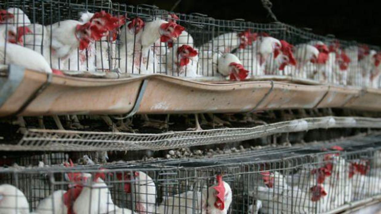 Meksika'da ‘H5N1’ alarmı!  İlk kez bir insanda rastlandı!