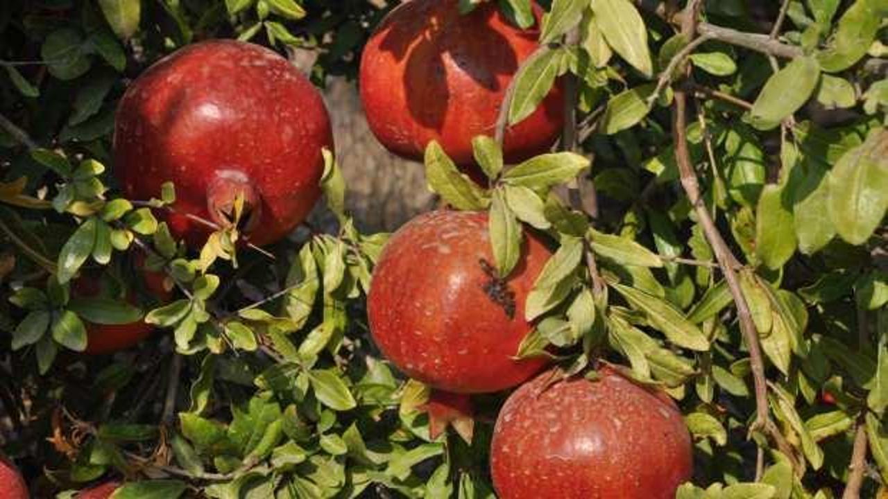 Mersin'de nar üreticisinin hasat mesaisi başladı