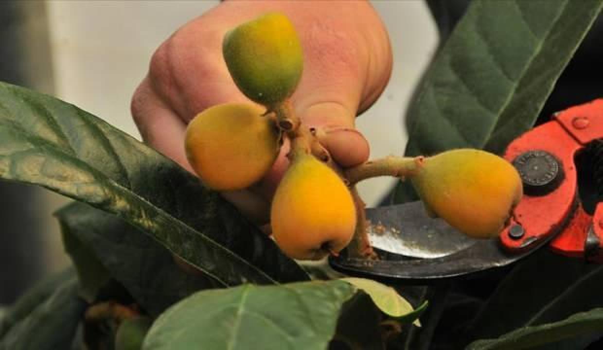 Mersin'de örtü altı yenidünya hasadı başladı