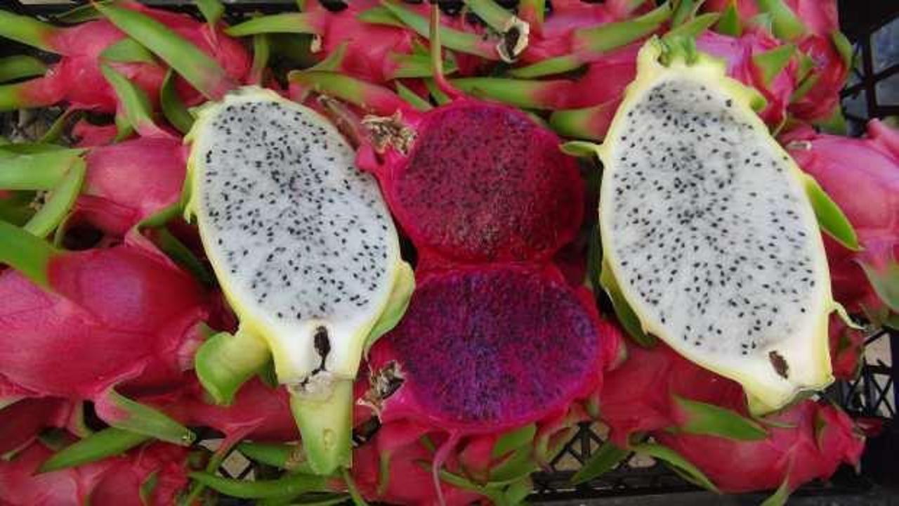 Mersin'de tropikal ejder meyvesinde hasat dönemi