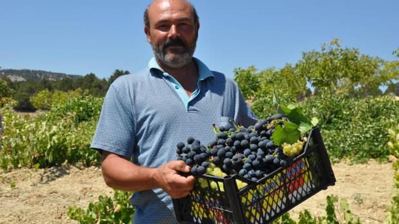 Mersin'de üzüm üreticisinin hasat mesaisi başladı