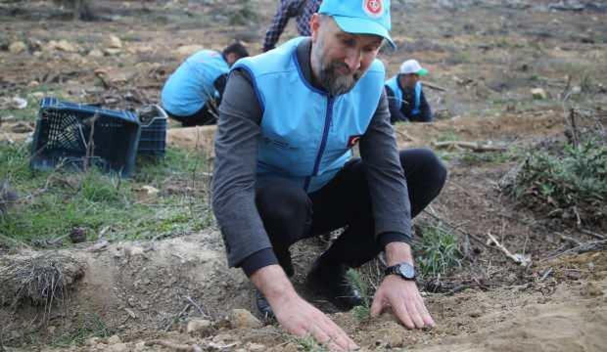 Mersin’de yanan ormanların yerine 115 bin fidan dikildi