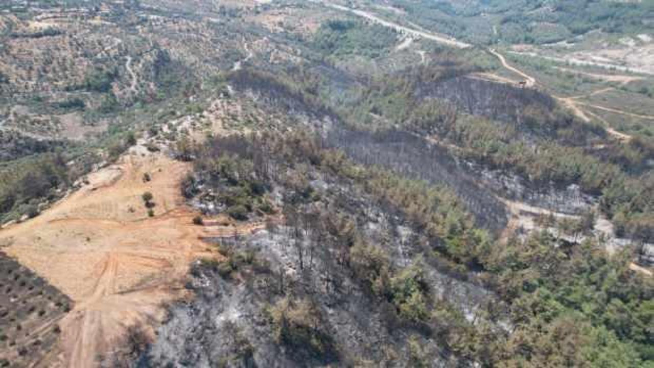 Milas’ta alevler yüzyıllık mirası yuttu; zeytinlikler kül oldu, gözyaşları sel