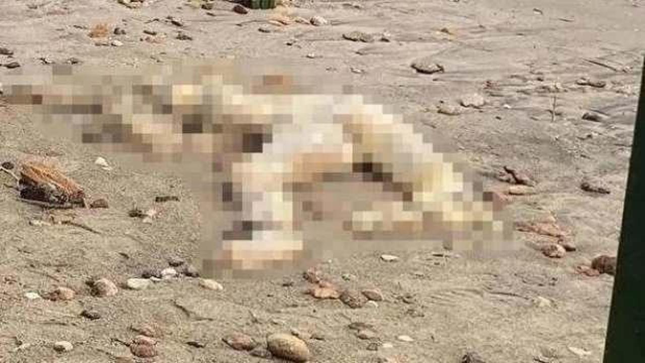 Muğla sahilde kan donduran manzara!