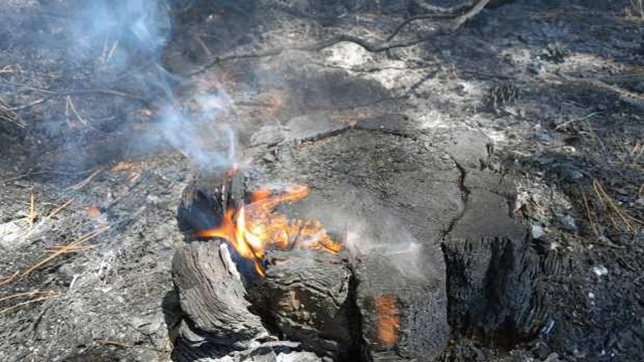 Muğla'da bir günde 36 yıldırım yangını çıktı