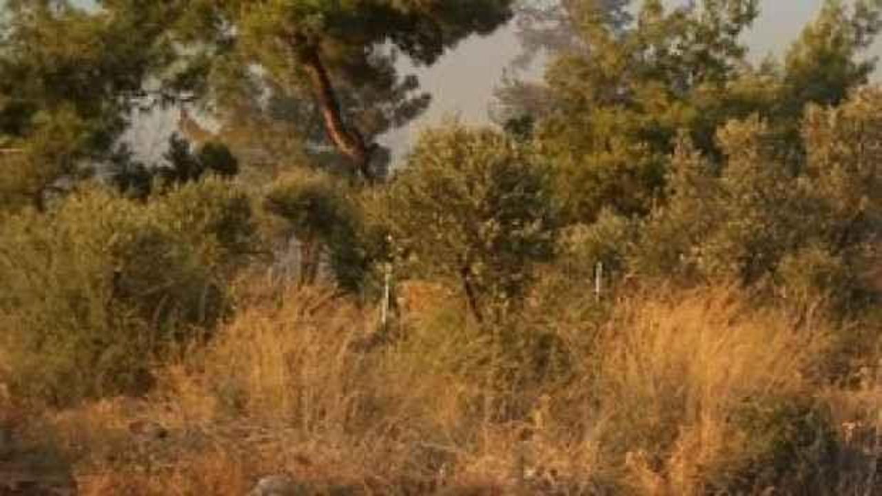 Muğla'da bu yıl çıkan 385 yangında 1400 hektar tarım ve orman alanı zarar gördü