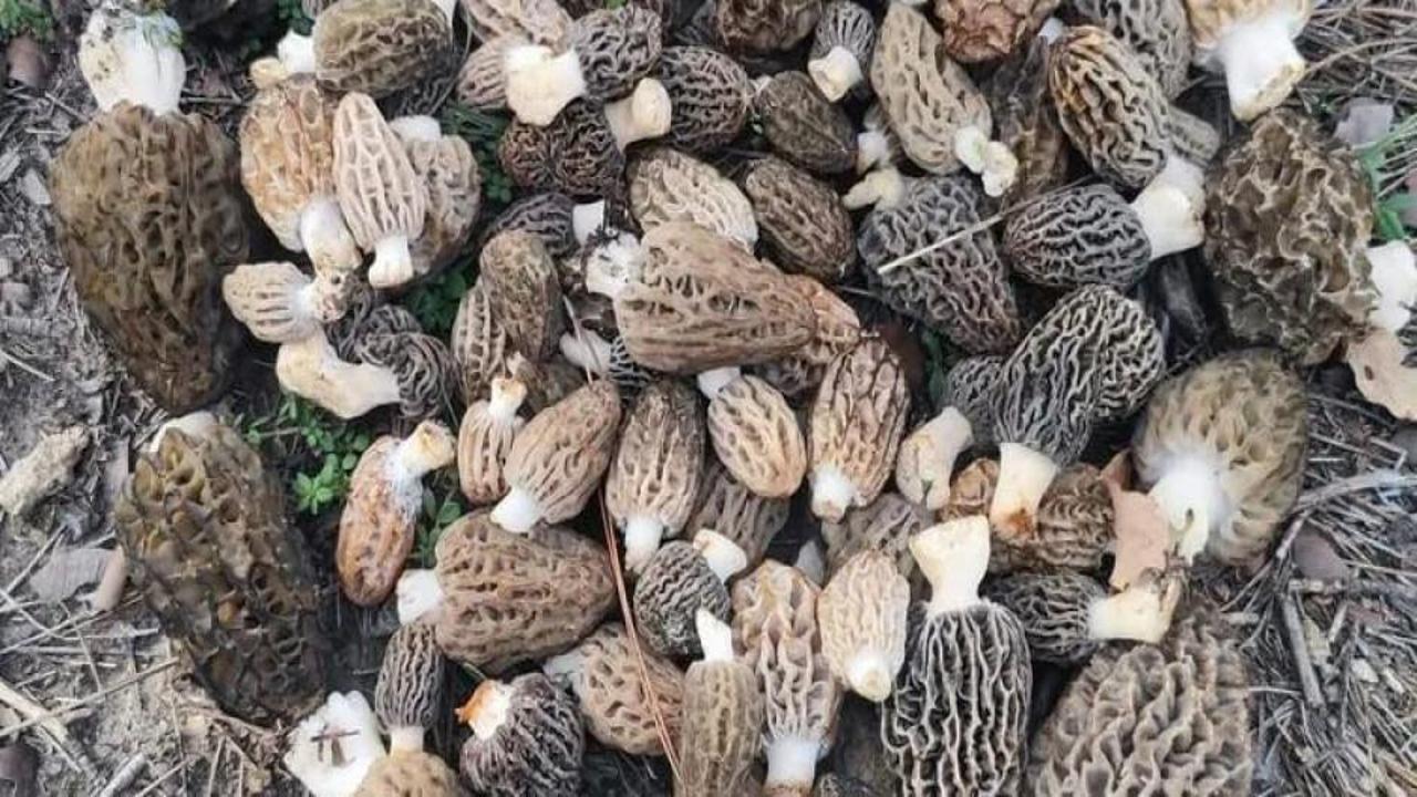 Muğla’da kuzugöbeğinin kilosu 1000 TL