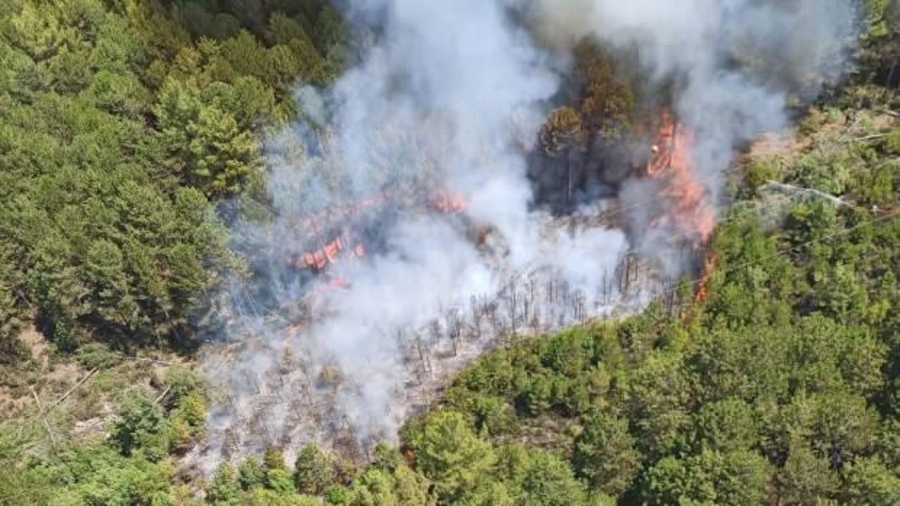 Muğla'da orman yangını çıktı