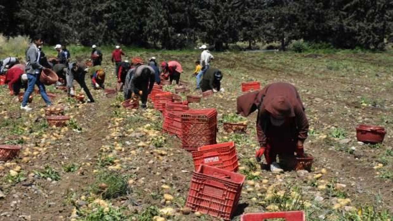 Muğla'da turfanda patatesin hasadı başladı