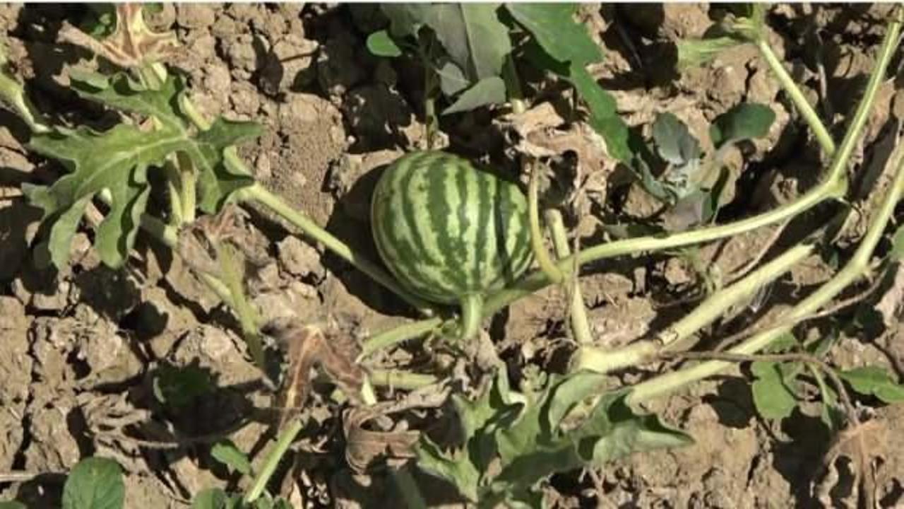 Muş’ta artan hava sıcaklıkları karpuz tarlasını vurdu
