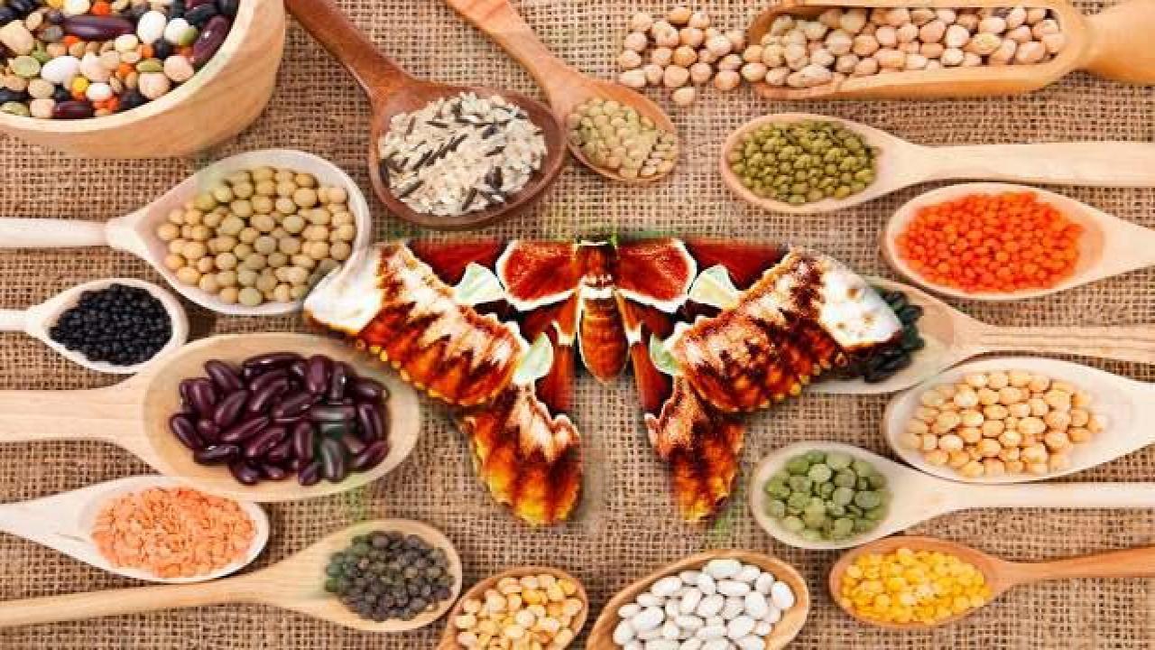 Mutfaktaki güvelerden nasıl kurtuluruz? Güve yumurtaları nasıl yok edilir?