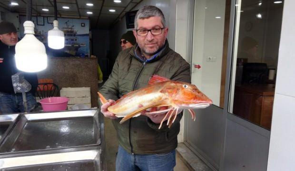 Nadir bulunan kırlangıç balığı ağlara takıldı