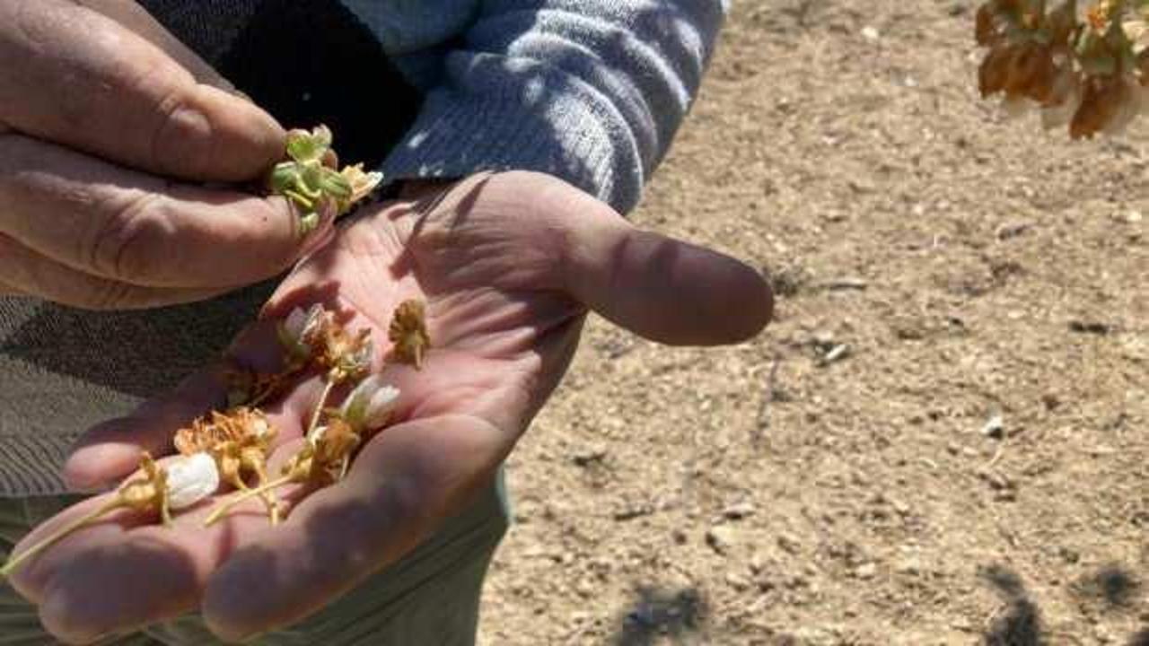 'Napolyon' kirazını don vurdu!