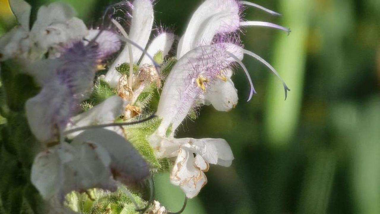 Nesli tehlike altında: Koparmanın cezası 387 bin lira