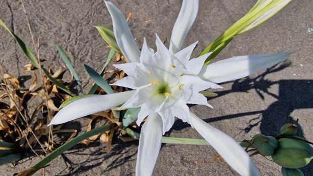 Nesli tehlikede: Bu çiçeği kopartmanın cezası 380 bin lira!