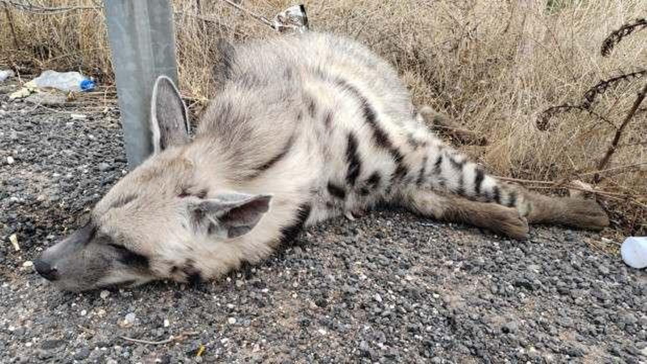 Nesli tükenme tehlikesindeki sırtlan Şanlıurfa'da ölü bulundu!