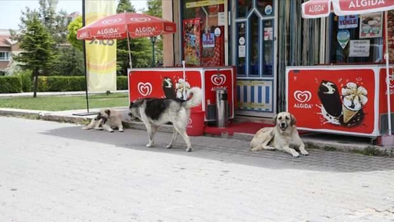 Odunpazarı'nda sahipsiz köpekler mahalleliyi tedirgin ediyor