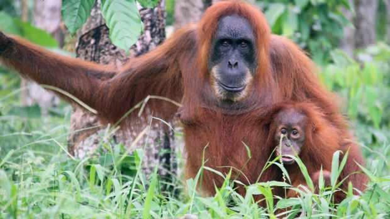 Orangutanların tıbbi bir bitkiyi doğrudan yaraya uyguladığını ilk defa gözlemledi