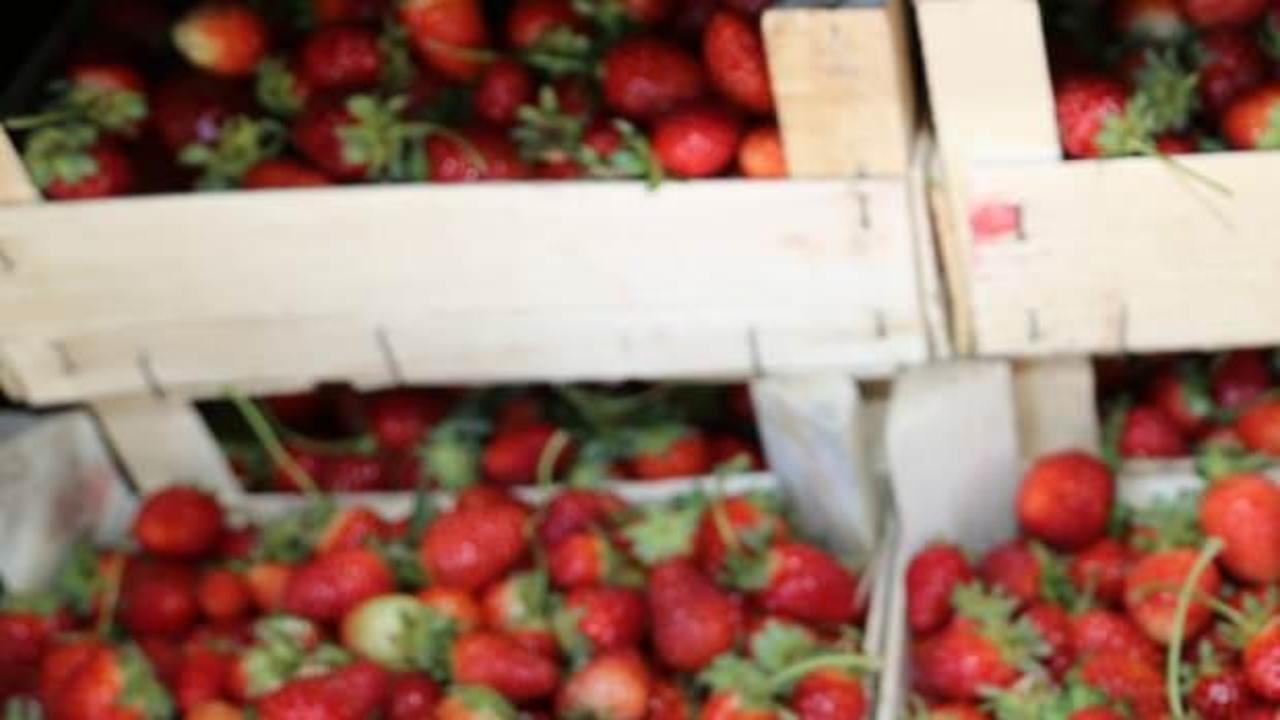 Ordu'da 466 dekarda 1218 ton çilek üretildi