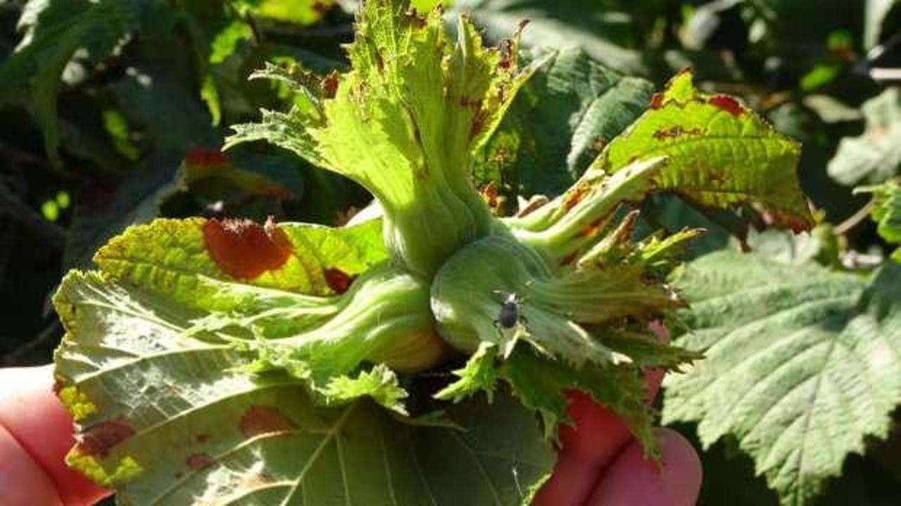 Ordu'da fındık toplama yevmiyesi belirlendi