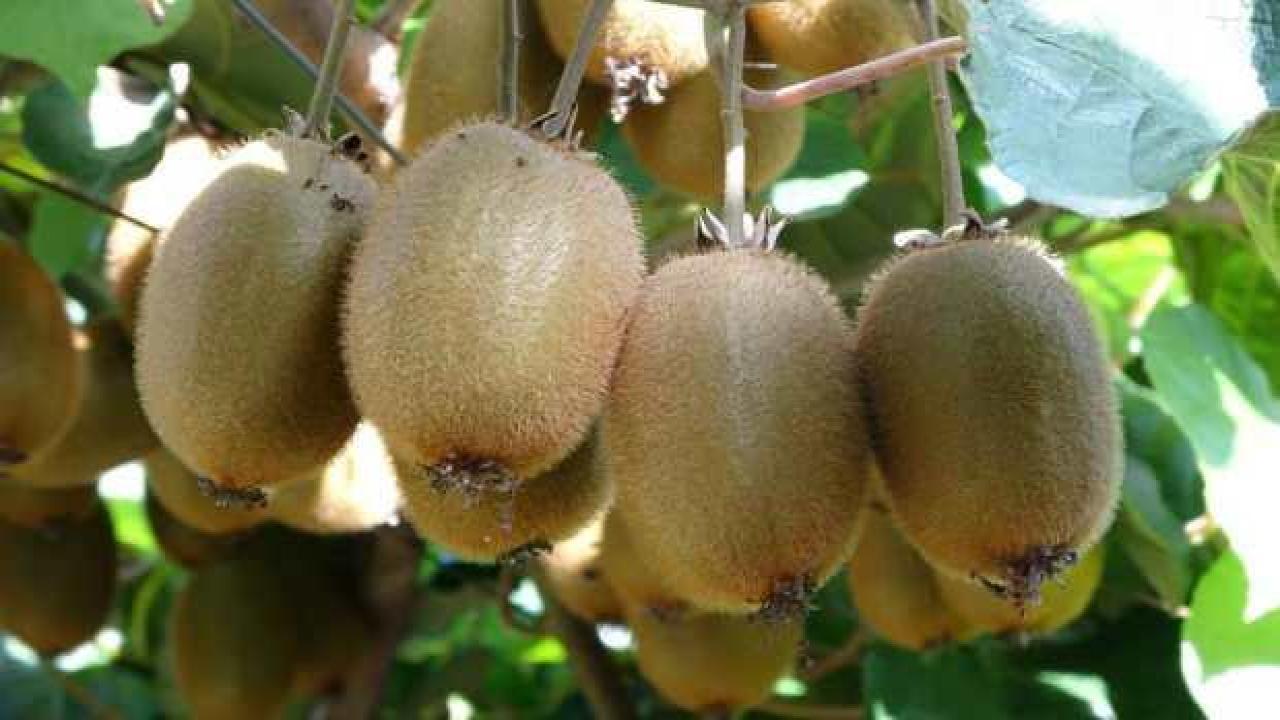 Ordu’da kivi üreticileri yeni sezon fiyatından memnun değil