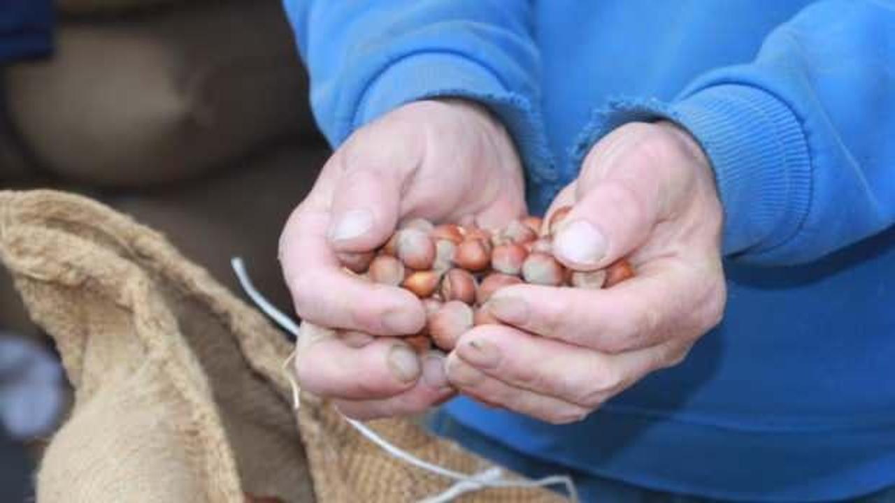 Ordu'da serbest piyasada fındık 105 liraya ulaştı