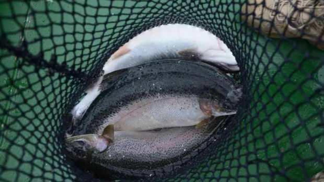 Ordu'da üretiliyor, Rusya ve Japonya'ya satılıyor