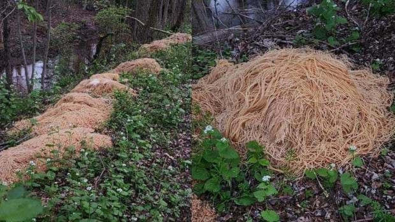 Ormanda bulunan 230 kiloluk makarnanın gizemi çözüldü