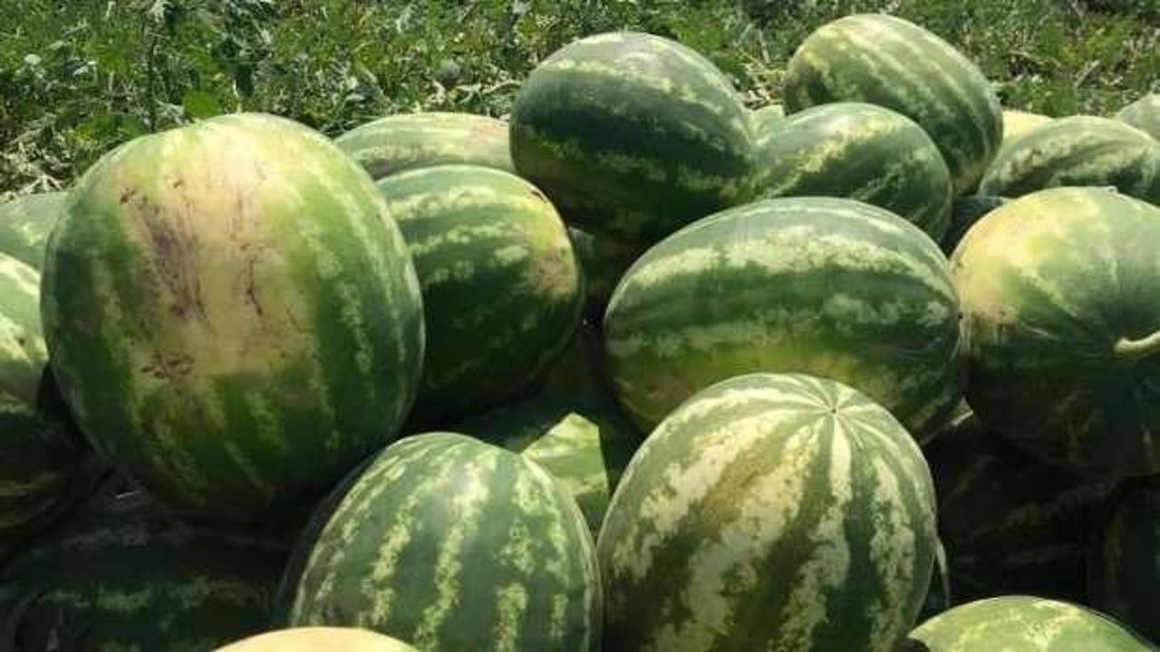 Osmaneli karpuzu hasat için gün sayıyor
