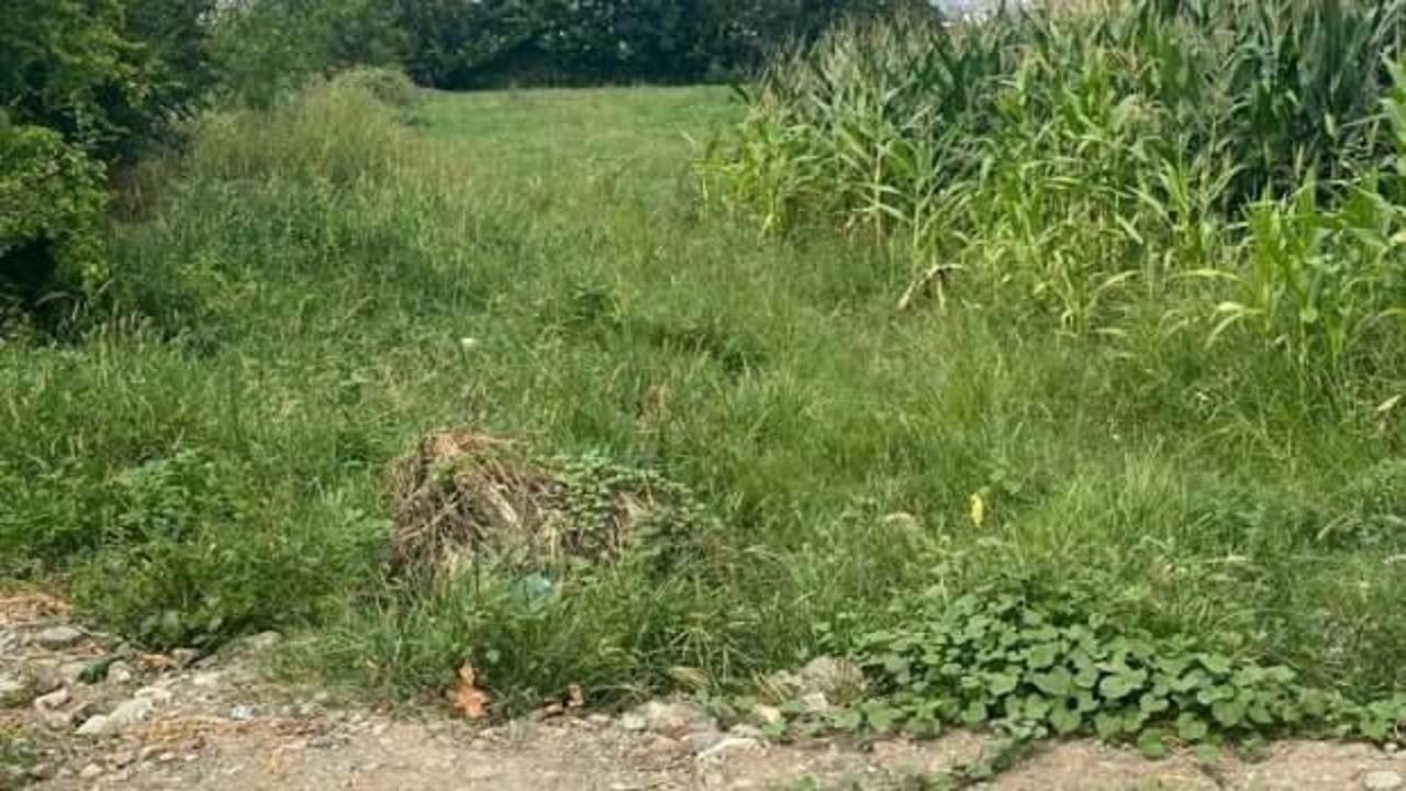 Osmaniye'de tarlada yeni doğmuş bebek bulundu