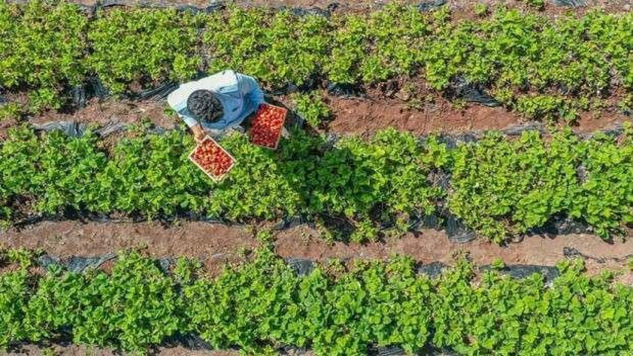 Osmanlı çileği tezgaha inmeden satılıyor