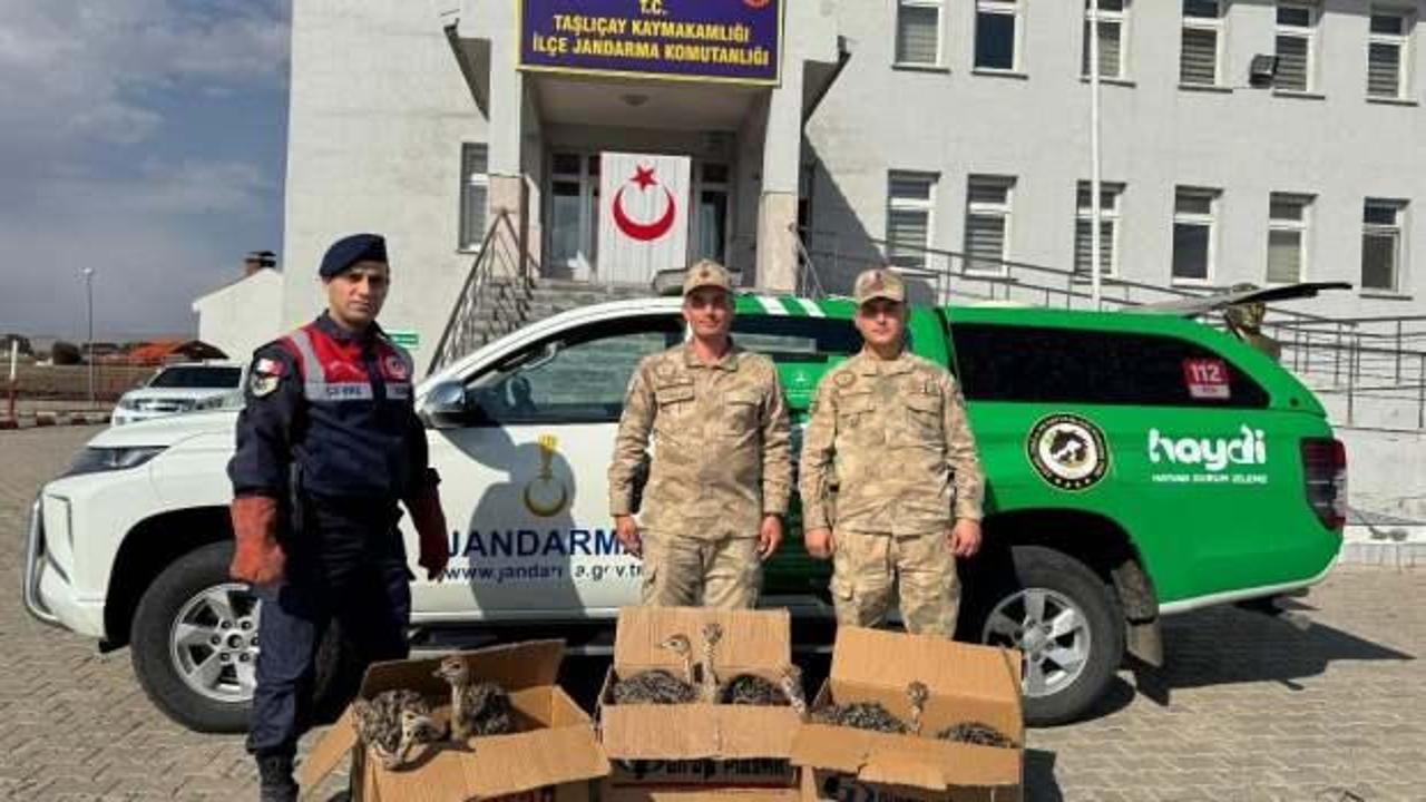 Otobüsün bagajında çıkanlar şoke etti! 6 deve kuşu yavrusu ele geçirildi