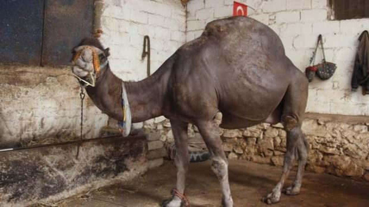 Otomobil fiyatına kurbanlık develer 'yok' satıyor