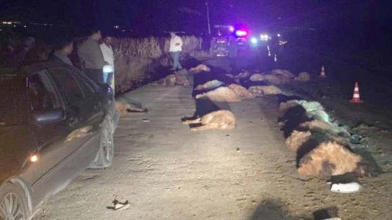 Otomobil sürüye çarptı: 30 koyun öldü