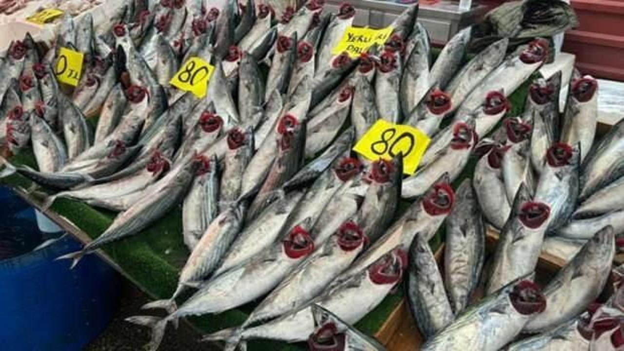 Palamudun fiyatı 80 liraya düştü