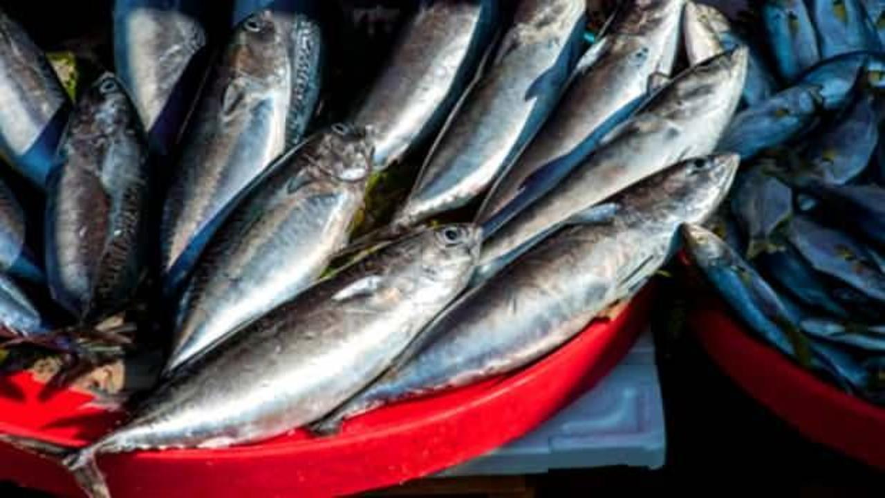Palamudun fiyatı belli oldu, vatandaşın yüzü güldü