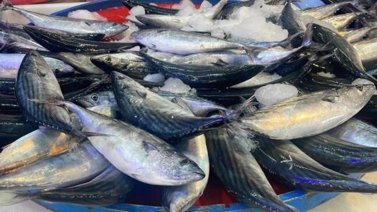 Palamut bolluğu! Tanesi 50 TL'ye kadar indi