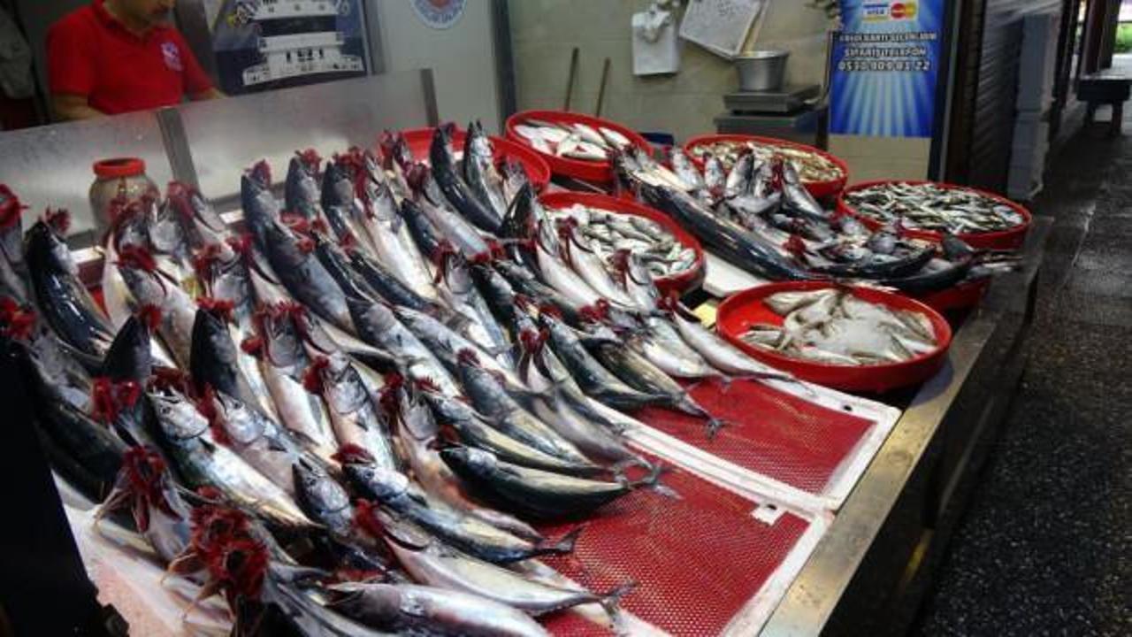 Palamutlar irileştikçe fiyatı da arttı!