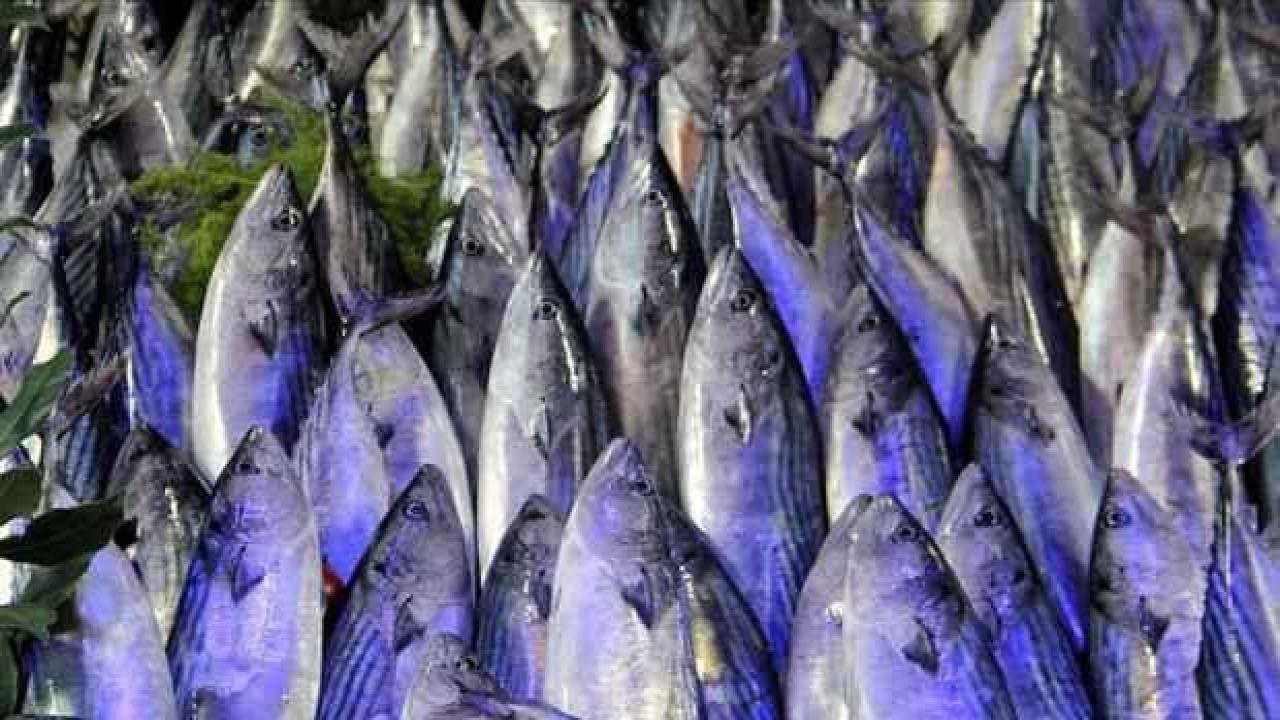 Palamutta 10 kata varan bolluk yaşanıyor