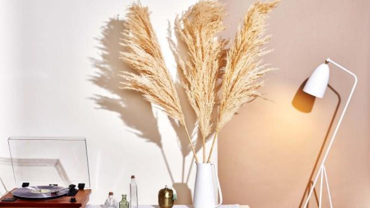 Pampas otu nedir? Pampas otunun dökülmemesi için ne yapılmalı?