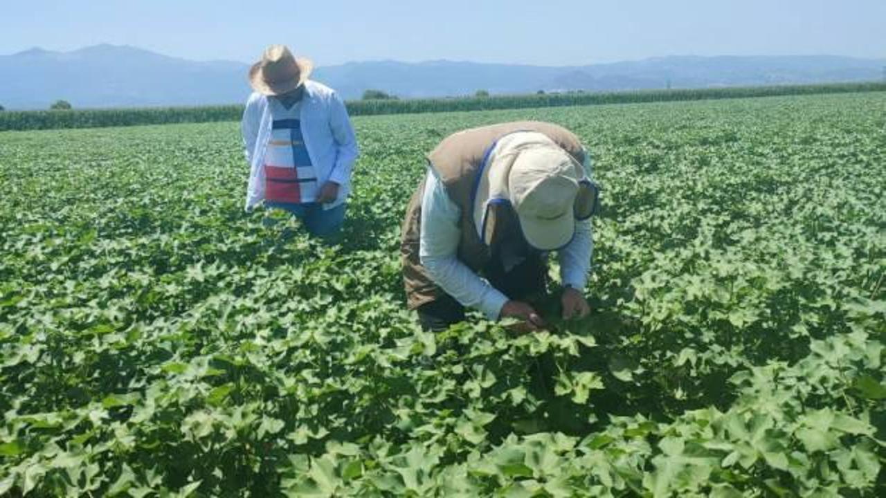 Pamuk üreticilerine yeşil kurt uyarısı