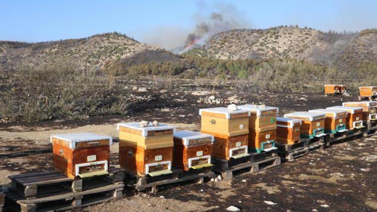 Pamukkale'de arıları uzaklaştırmak için tütsü yaktı, çıkan yangın ormana sıçradı