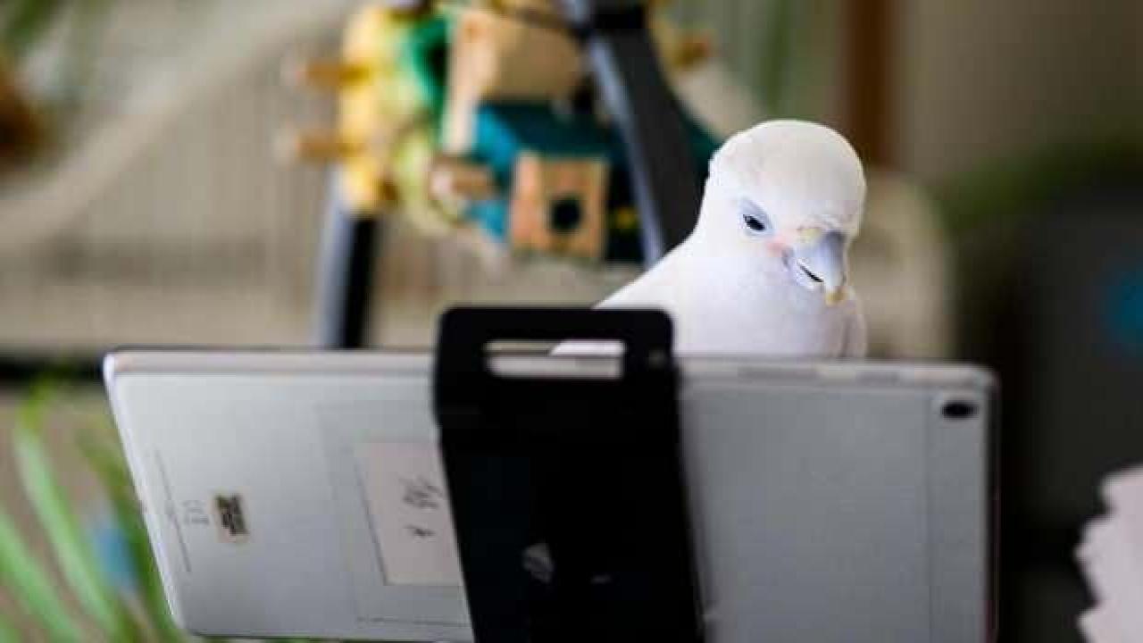 Papağanlar birbirlerini görüntülü aramayı öğrendi