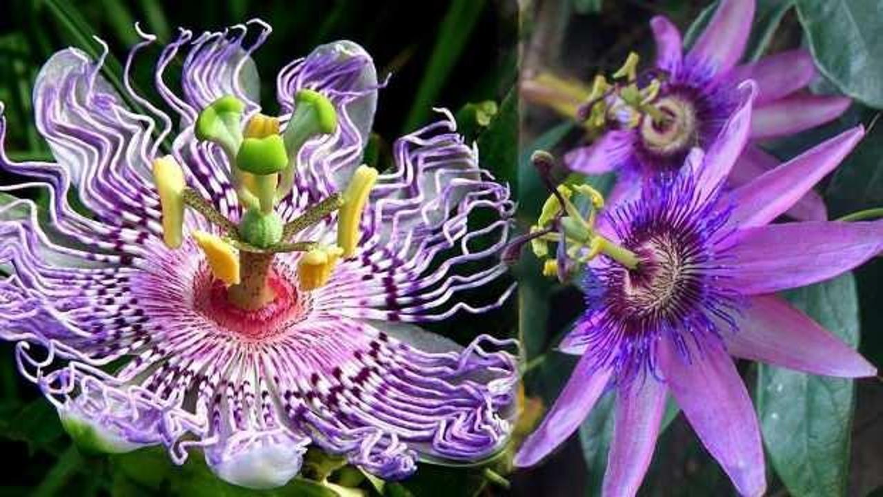 Passiflora çiçeği ve çayı faydaları nelerdir? Çarkıfelek otu nasıl demlenir?