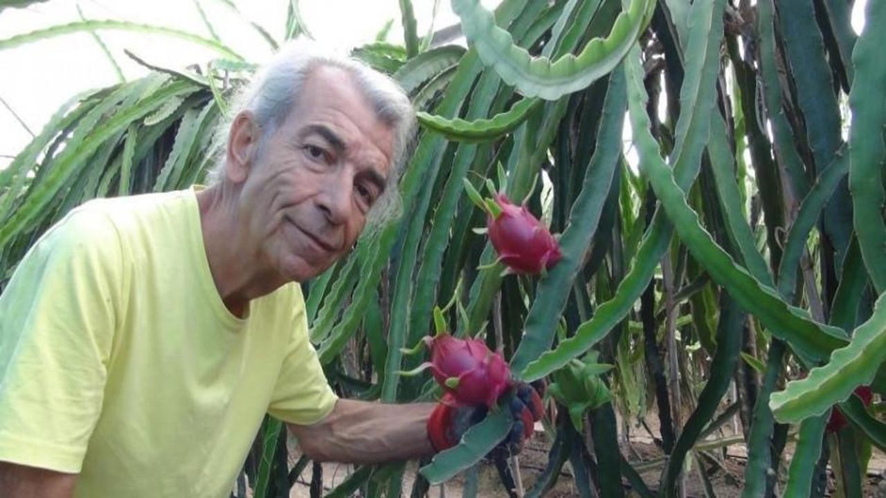 Pitayanın hasadı başladı! Kilosu 150 liradan satılıyor