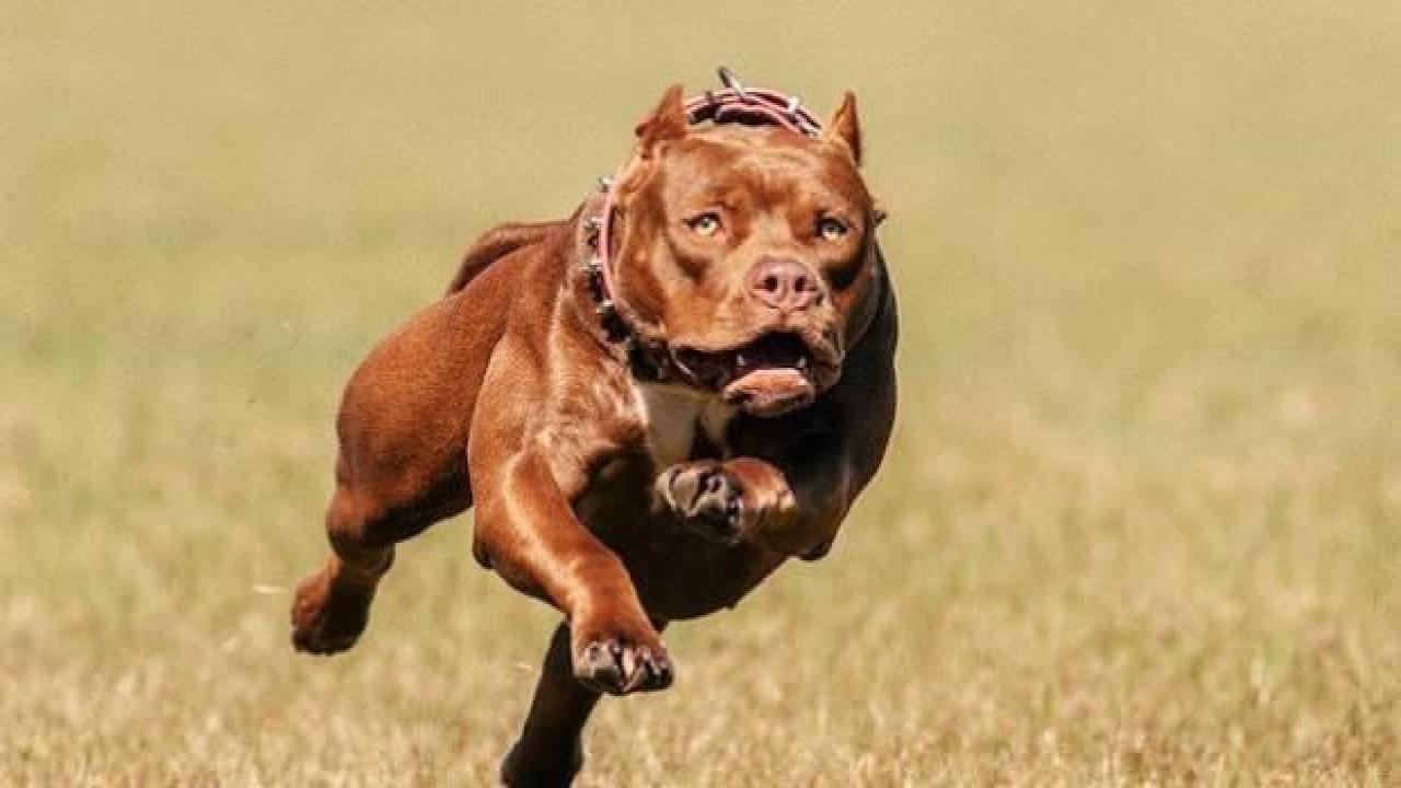 Pitpull köpeğinin saldırdığı 5 yaşındaki çocuk hastaneye kaldırıldı
