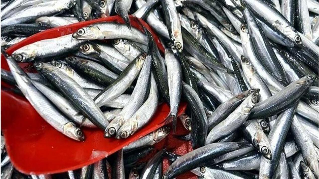 Rize'de hamsi bolluğu fiyatları düşürdü